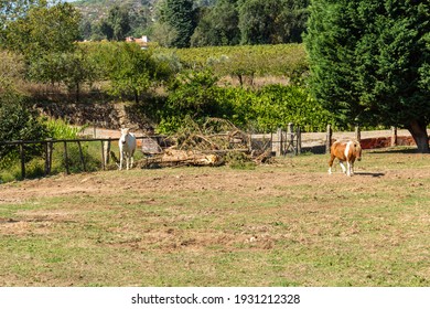 Little Lovely Pony (beautiful Miniature Horse) And A White Horse On A Farm Eating Fresh Green Grass.