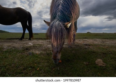 Little Lovely Pony (beautiful Miniature Horse) On A Farm Eating Fresh Green Grass. High Quality Photo