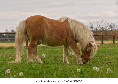 Little Lovely Shetland Pony (beautiful Miniature Horse) On A Farm Eating Fresh Green Grass