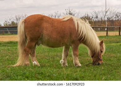 Little Lovely Shetland Pony (beautiful Miniature Horse) On A Farm Eating Fresh Green Grass