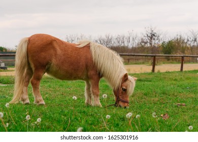 Little Lovely Shetland Pony (beautiful Miniature Horse) On A Farm Eating Fresh Green Grass