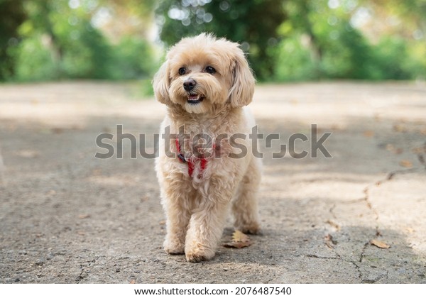 are maltipoo puppies lazy