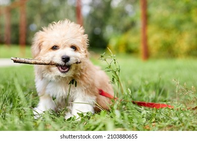 Little Maltipoo Puppy Holding A Stick In His Teeth While Sitting On The Green Grass