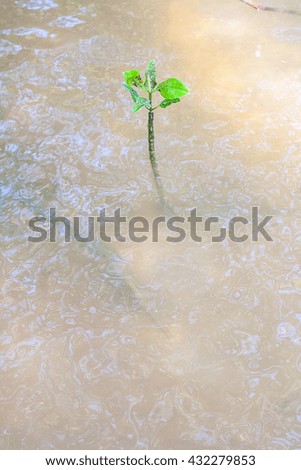 Similar – Image, Stock Photo interference field Creeper