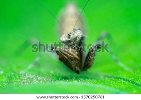 Image, Stock Photo Garden snail XV