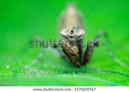 Similar – smiling gecko Saurians