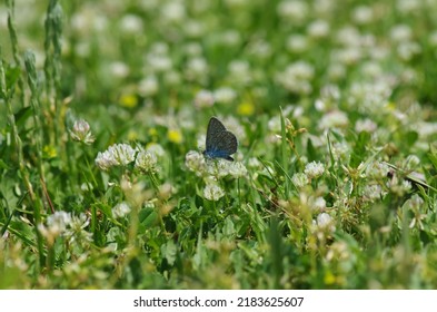 
In the little meadow with white clovers