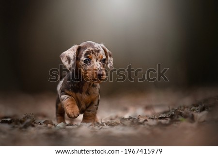 Little Merle Dachshund Puppy, puppies of small rabbit dachshund