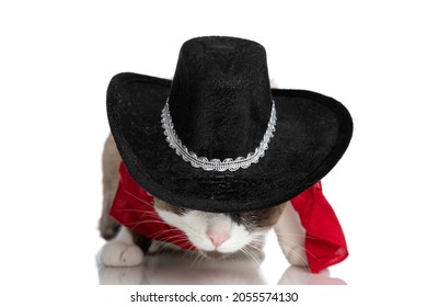 Little Metis Pussycat Wearing Red Bandana, Covering Face With Hat And Sniffing On White Background In Studio