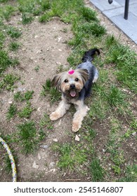 Little Miss Harley Quinn. A Morkie with a pink bow on her head is lying on the grass, looking directly at the camera with her mouth open in a happy expression.