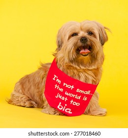 Little Mixed Breed Dog With Long Hair On Yellow Background And The Text Not Small But World Is Too Big