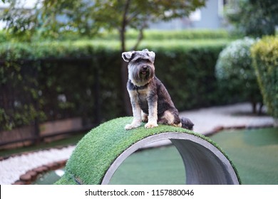 Little Mixed Breed Terrier Dog Happy Sitting On The Concrete Tube In The Dog Park