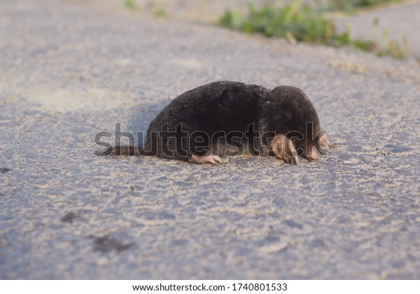 Little Mole On Road Animal Stock Photo Edit Now