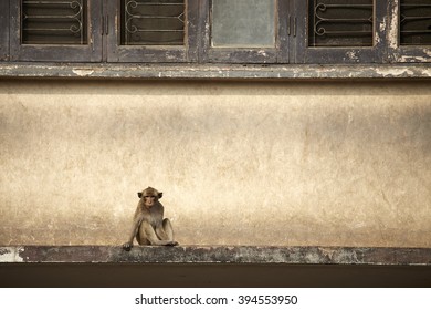 little monkey
