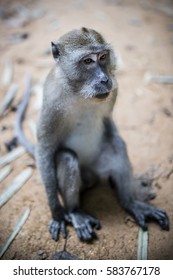 Little Monkey