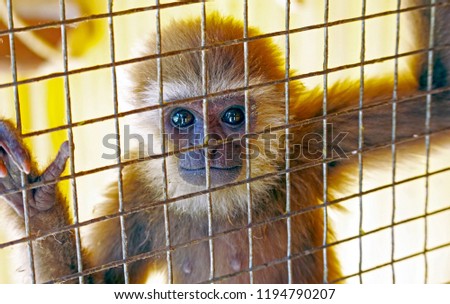 little monkey in a cage at the zoo