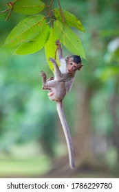 Little Monkey Hanging On A Branch
