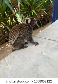 A little monkey on the table