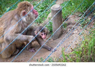 A Little Monkey With A Parent Behind A Fence