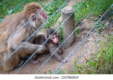 A Little Monkey With A Parent Behind A Fence