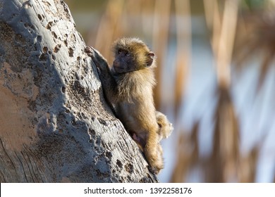 The little monkey is playing on a tree branch