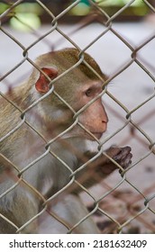 A Little Monkey Sits Behind Bars In A Cage. Violence Against Wild Animals. Wild Animals In Captivity. Zoo And Captive Animals