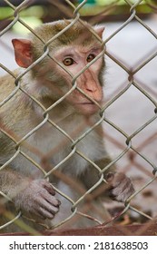 A Little Monkey Sits Behind Bars In A Cage. Violence Against Wild Animals. Wild Animals In Captivity