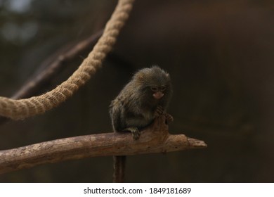 little monkey in a tree