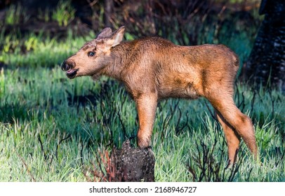 Little moose alone in the forest. Cute moose calf in nature. Moose calf portrait. Moose calf