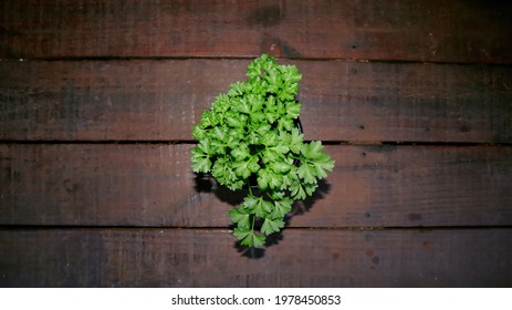 Little Moss Curled Parsley Plant Aerial View