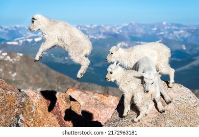 Little mountain goats playing. Four baby goats. Mountain baby goats. White baby goats playing