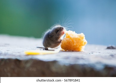 Little Mouse Eating Cheese