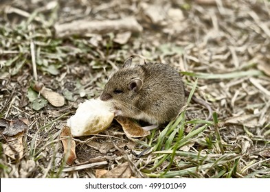 Little Mouse Eating Piece Of Bread