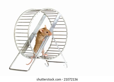 Little Mouse In A Wheel.