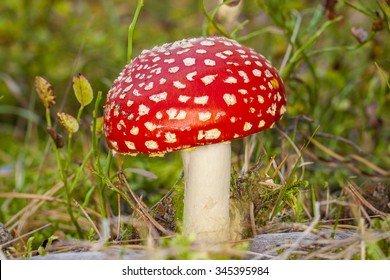 Little Mushroom Amanita Muscaria
