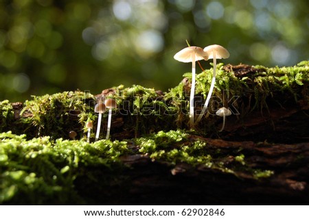 Little Mushrooms on mossy tree trunk