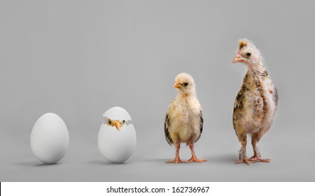 little nestling chicks  and white egg on grey background