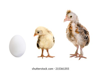 little nestling chicks  and white egg  on white background, isolated
