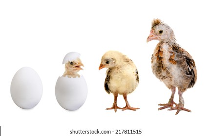 little nestling chicks  and white egg  on white background, isolated