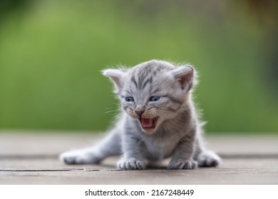 Little Newborn Gray Kitten Are Waiting For The Cat. Cute Funny Home Pets. Close Up Domestic Animal. Kitten At Three Weeks Old Of Life