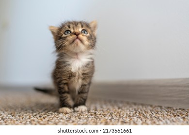 Little newborn gray kitten are waiting for the cat. Cute funny home pets. Close up domestic animal. Kitten at one month old of life in home, indoors