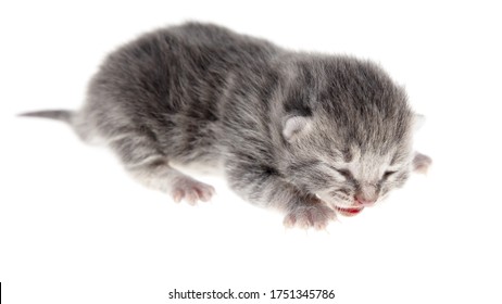 Little Newborn Kitten Isolated On A White Background. Pet