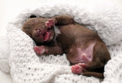 Little Newborn Puppy