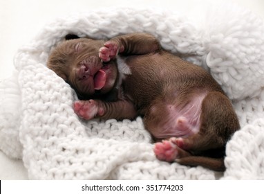 Little Newborn Puppy