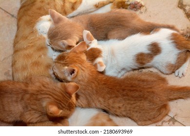 little newborn small kittens feeding breast milk from their mother cat, selective focus of small semi owned stray domestic Egyptian cats having milk from their mom