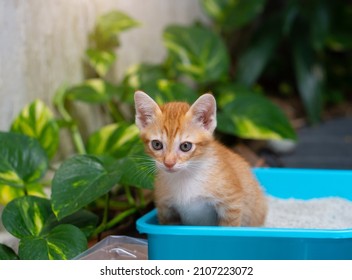 Little orange cat sitting peeing cat on cat litter box. - Shutterstock ID 2107223072