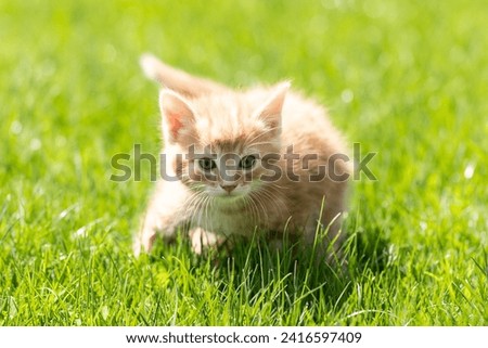 Little orange kitten on the grass