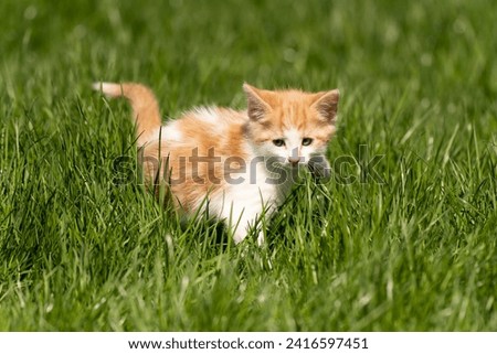 Little orange kitten on the grass