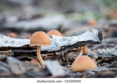 Little Orange Mushrooms Of The Family Cortinariaceae; 