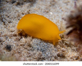 A Little Orange Nudibranch Walking Over The Rock, Macro Photo Of A Berthellina Edwardsii Feeding On The Sea Grass